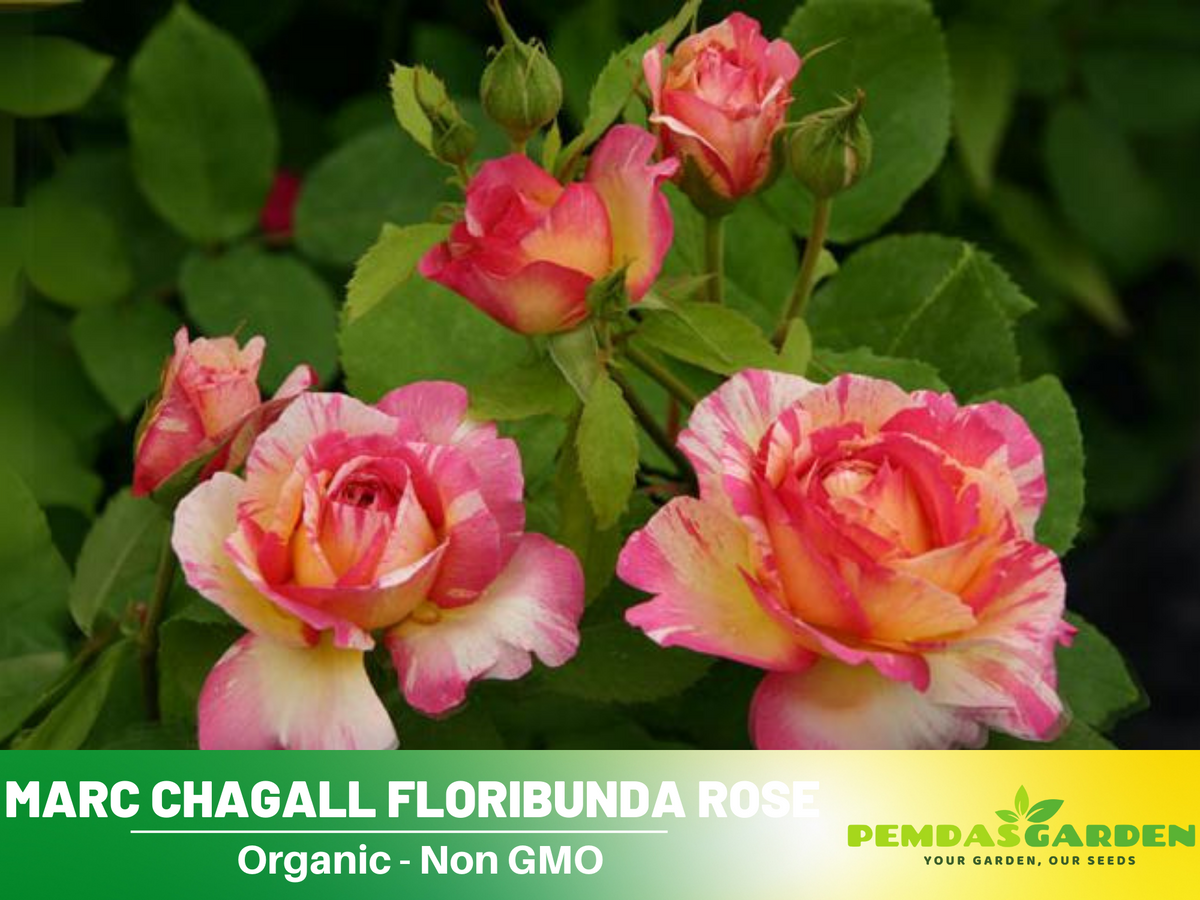 30 Rare Seeds| Marc Chagall Floribunda Rose Seeds #1043