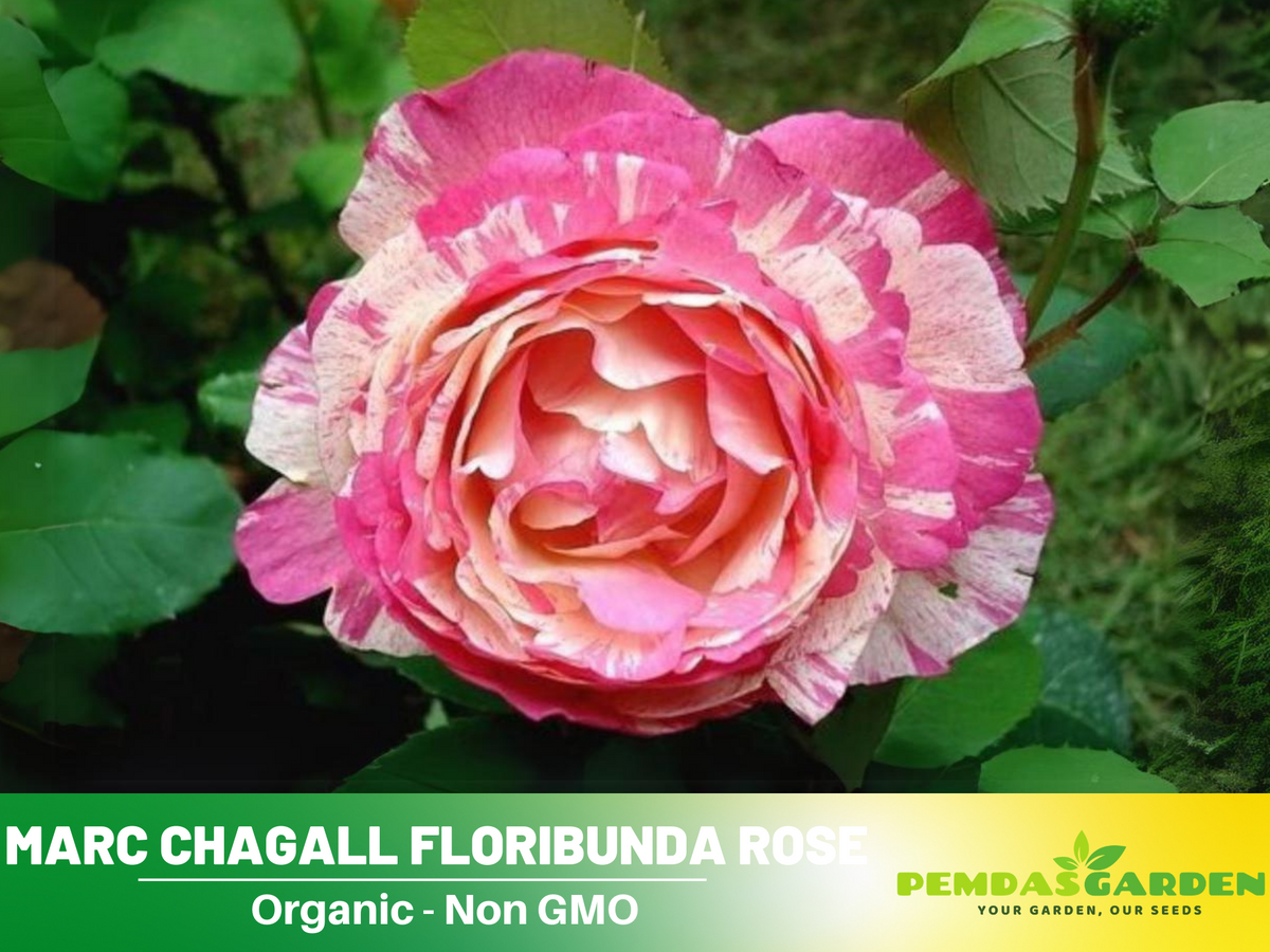 30 Rare Seeds| Marc Chagall Floribunda Rose Seeds #1043