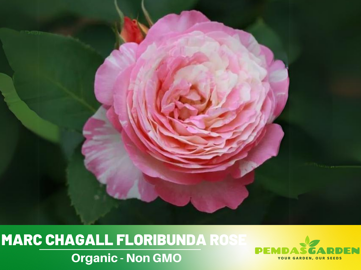 30 Rare Seeds| Marc Chagall Floribunda Rose Seeds #1043