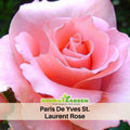 30 Rare Seeds| Paris de Yves St. Laurent Rose Seeds #1044