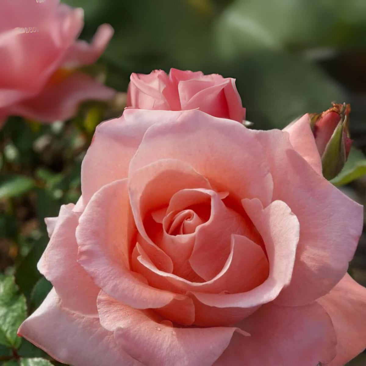 Paris de Yves St. Laurent Rose Seeds, 30 seeds