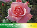 30 Rare Seeds| Paris de Yves St. Laurent Rose Seeds #1044