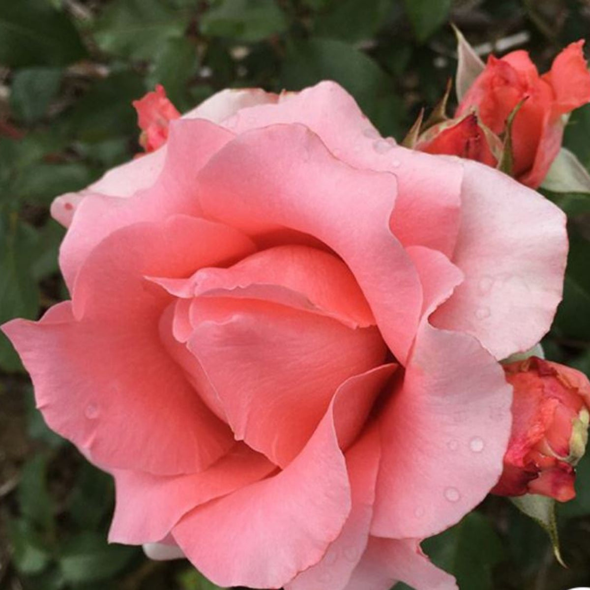 Paris de Yves St. Laurent Rose Seeds, 30 seeds