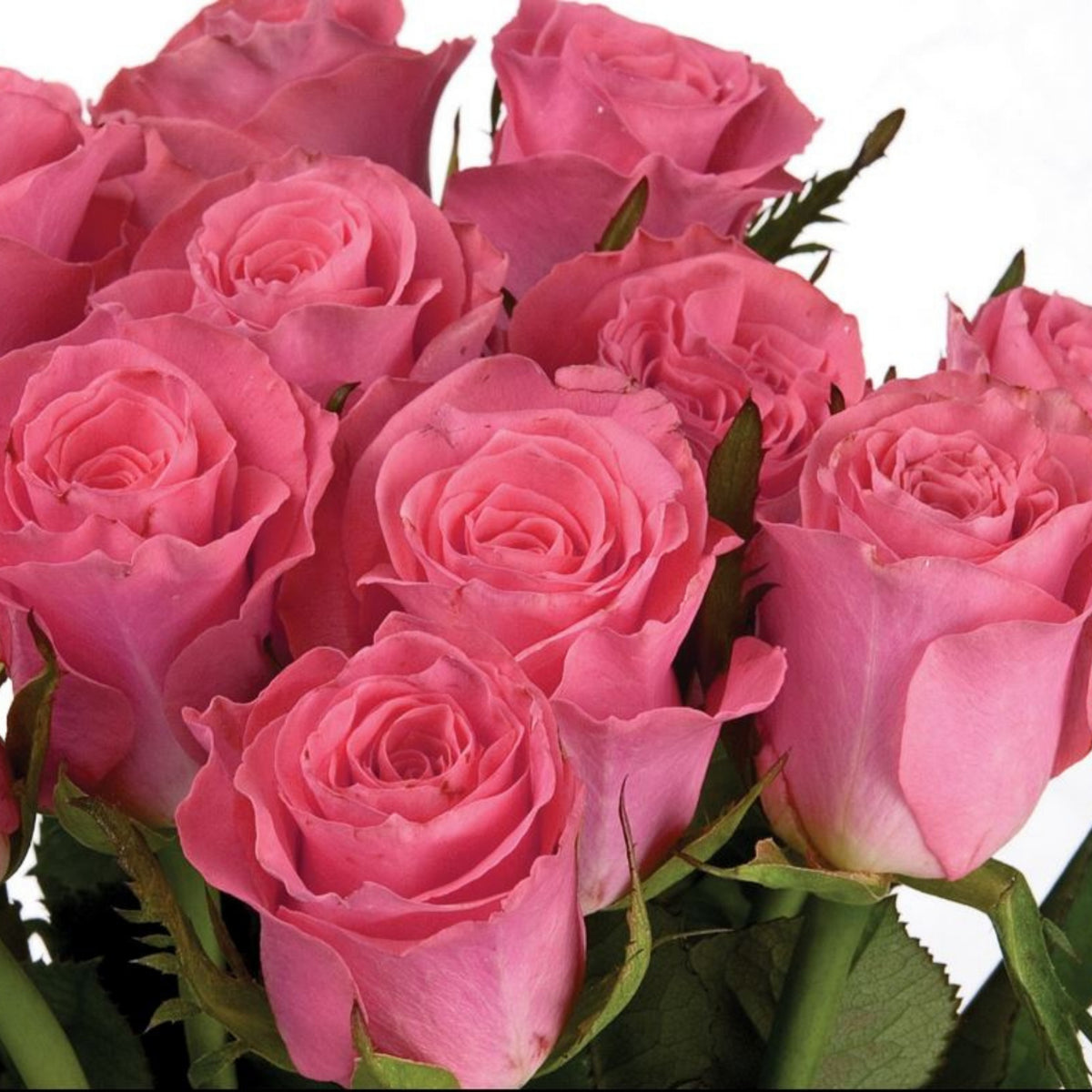 Paris de Yves St. Laurent Rose Seeds, 30 seeds
