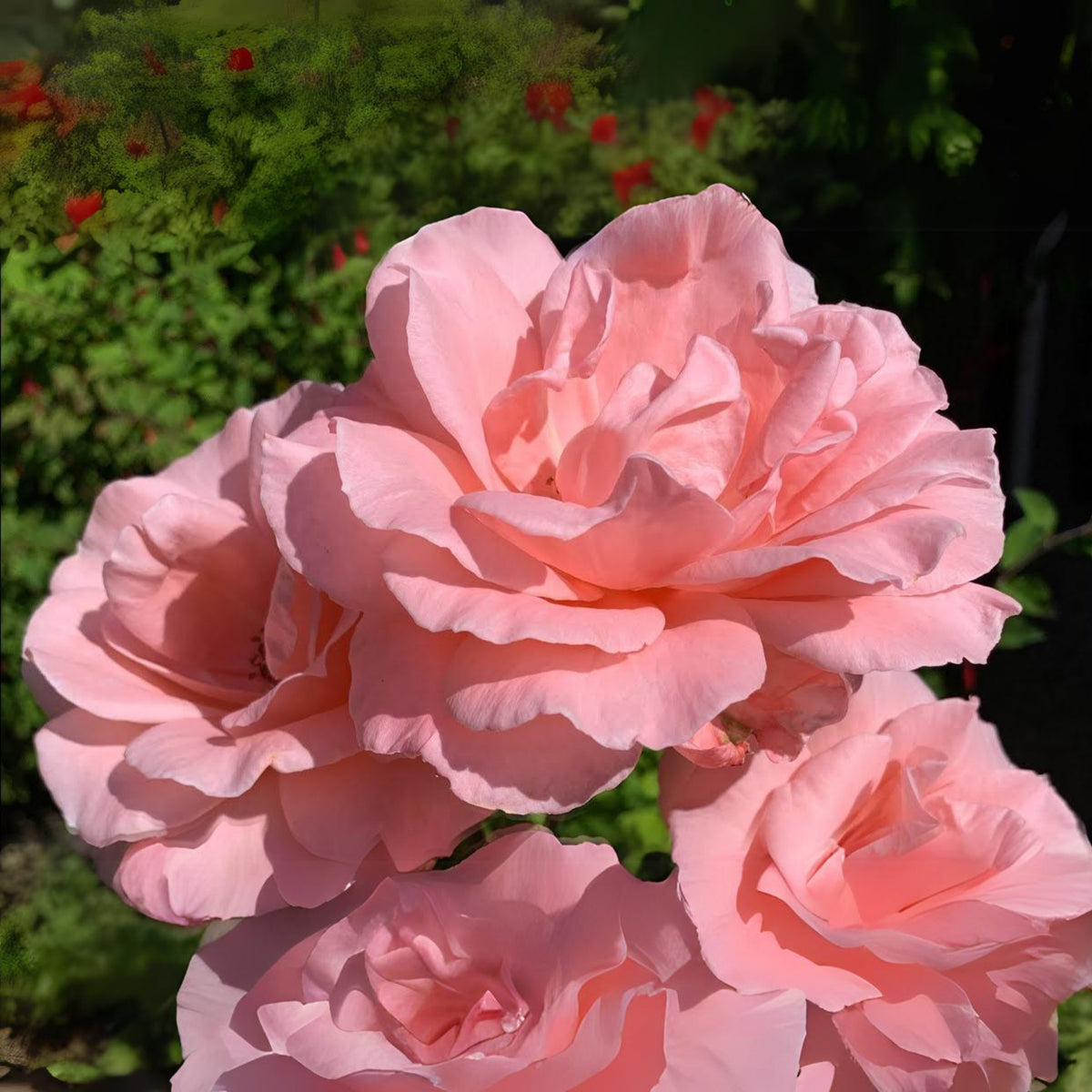 Paris de Yves St. Laurent Rose Seeds, 30 seeds
