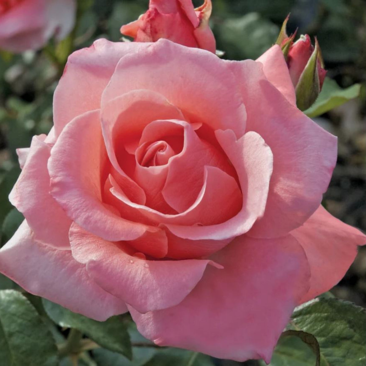 Paris de Yves St. Laurent Rose Seeds, 30 seeds