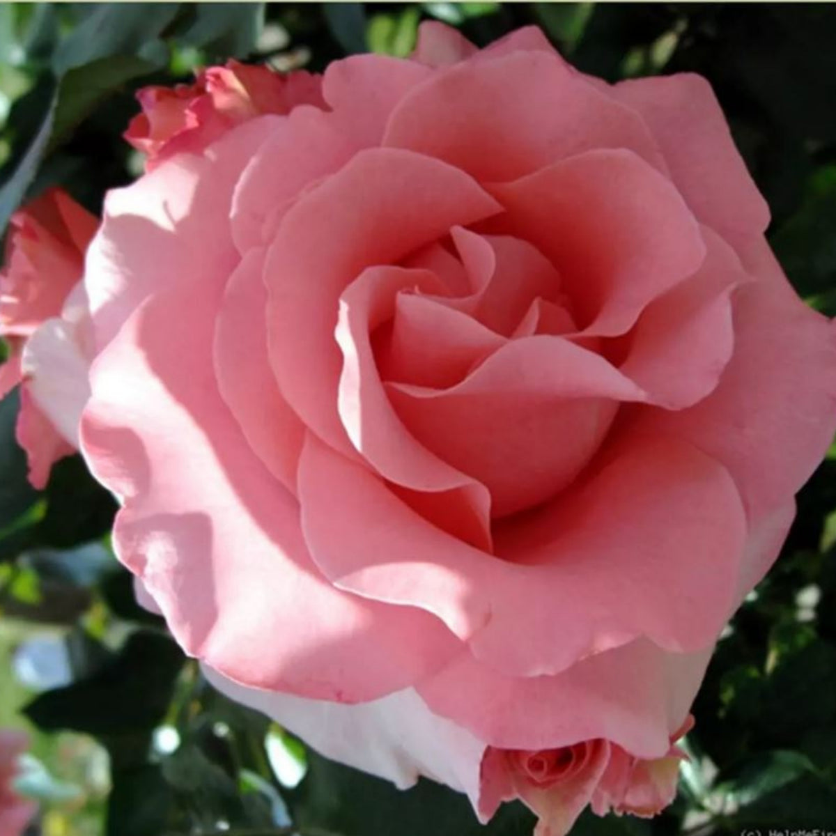 Paris de Yves St. Laurent Rose Seeds, 30 seeds