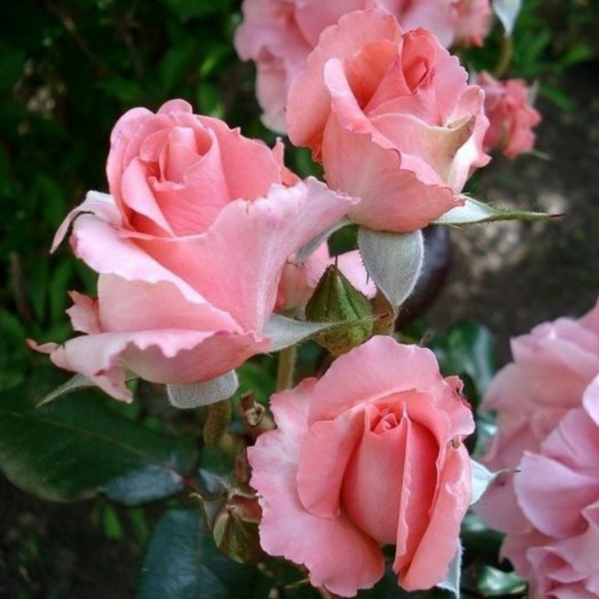 Paris de Yves St. Laurent Rose Seeds, 30 seeds