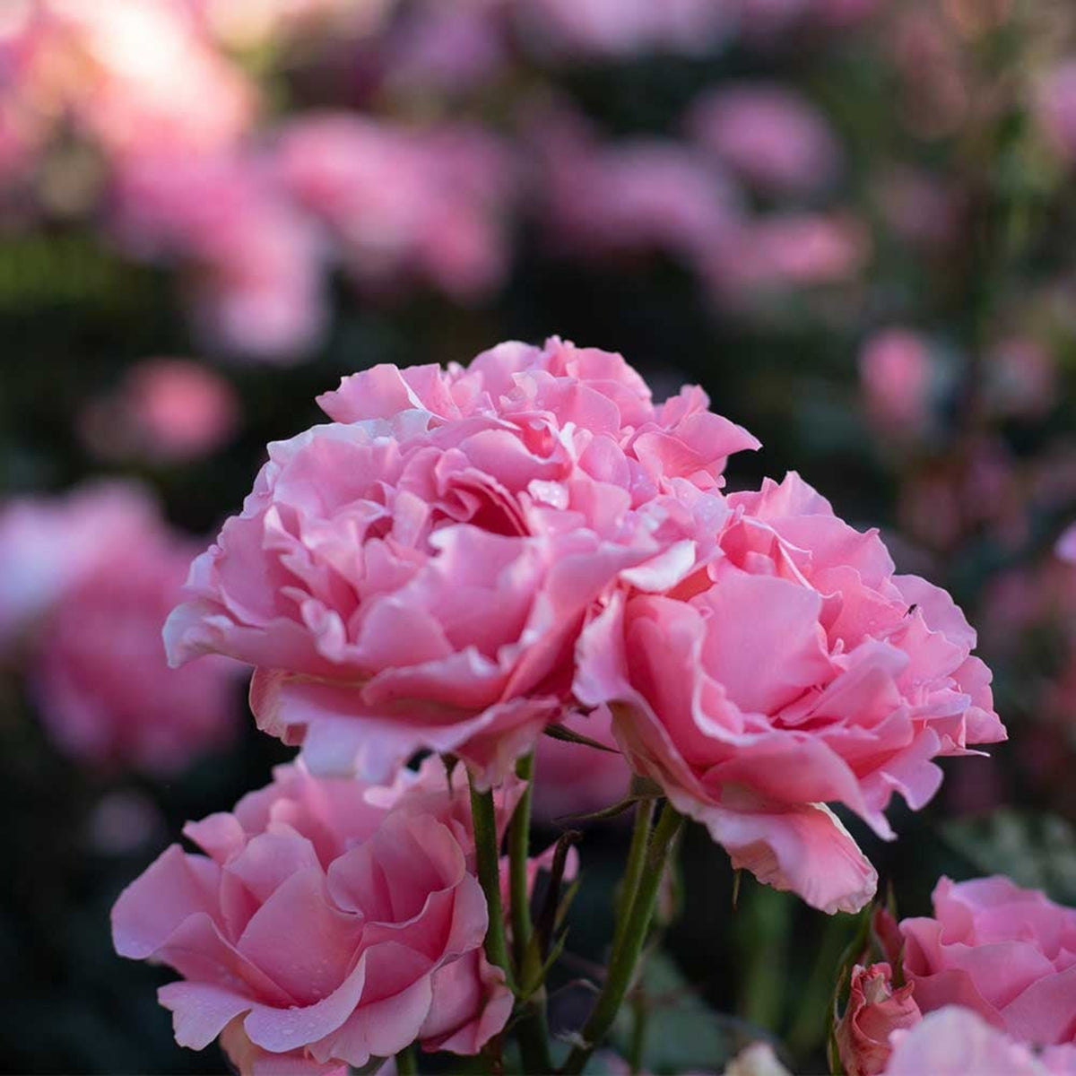 Paris de Yves St. Laurent Rose Seeds, 30 seeds