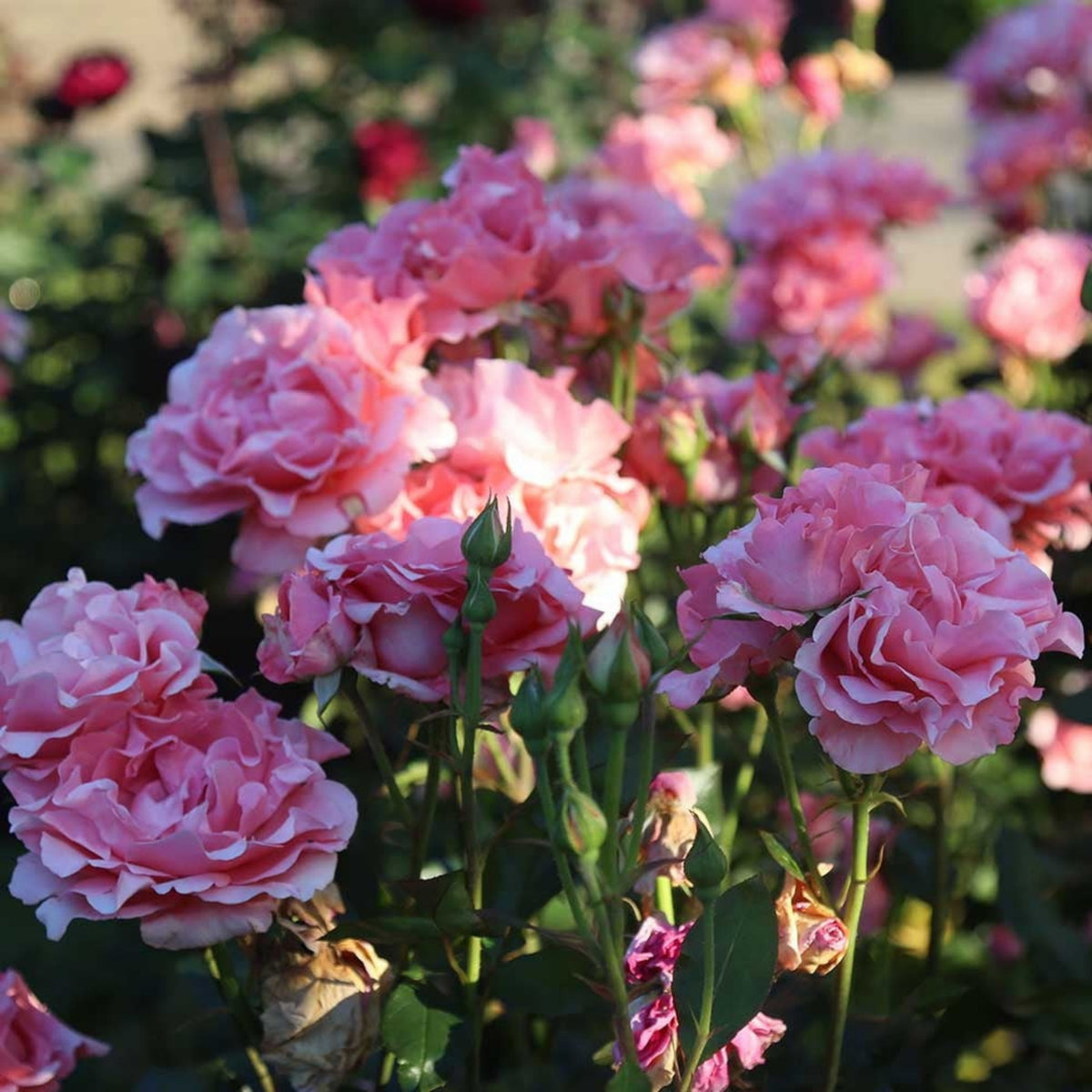Paris de Yves St. Laurent Rose Seeds, 30 seeds