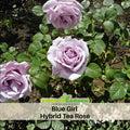 30 Seeds| Hybrid Tea Blue Girl Rose Bush Flower Seeds #1045