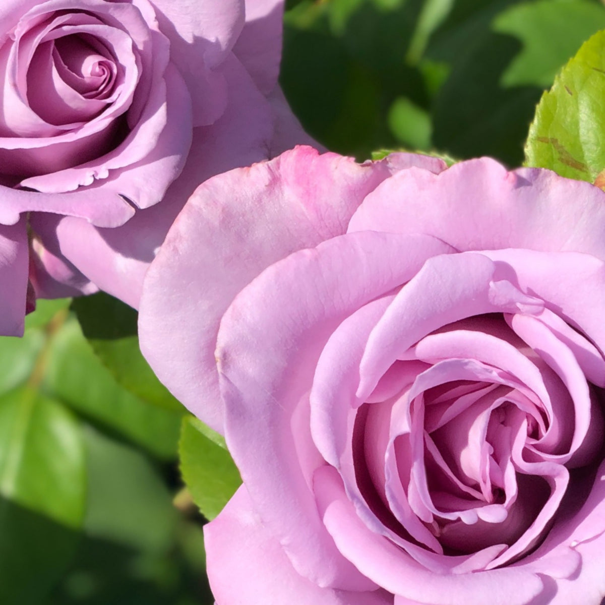 Hybrid Tea Blue Girl Rose Bush Flower Seeds, 30 seeds