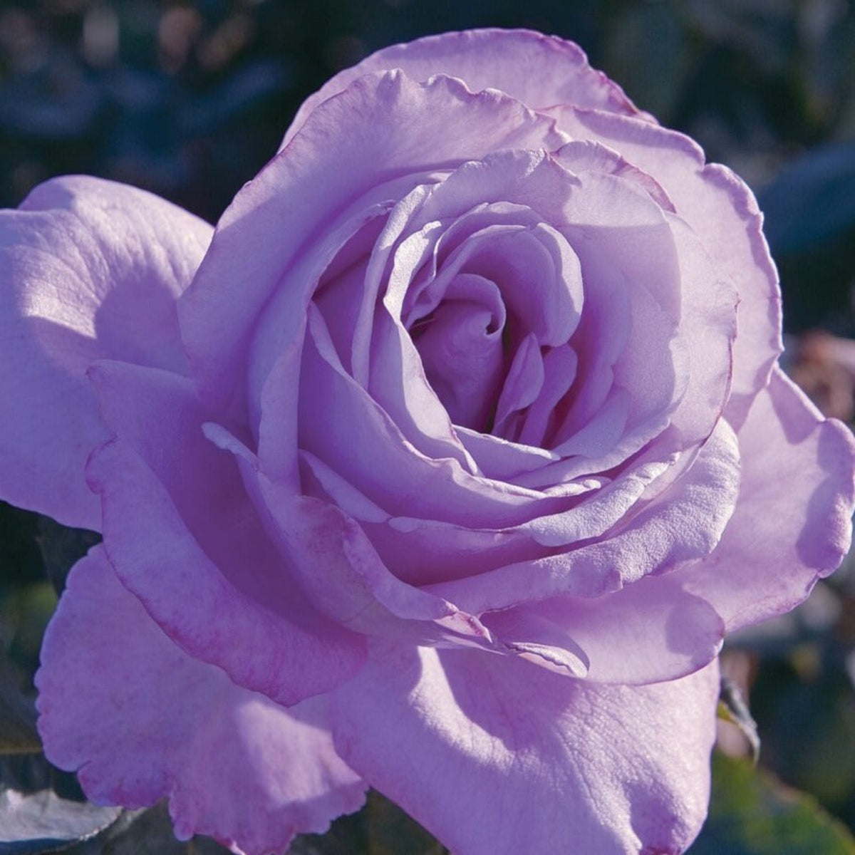 Hybrid Tea Blue Girl Rose Bush Flower Seeds, 30 seeds
