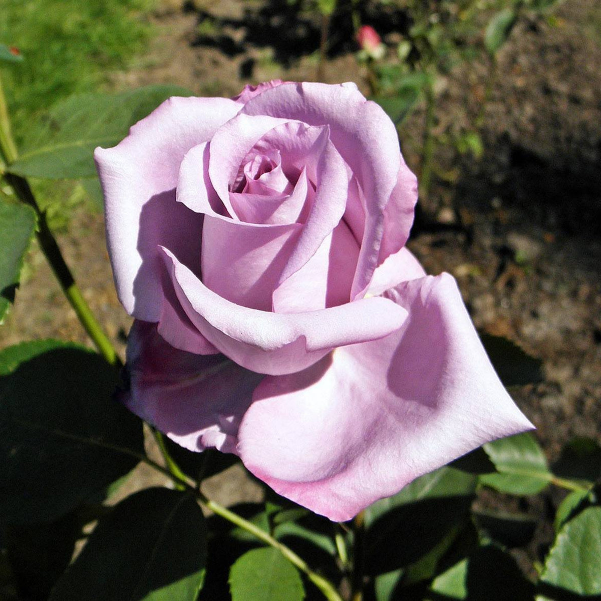 Hybrid Tea Blue Girl Rose Bush Flower Seeds, 30 seeds