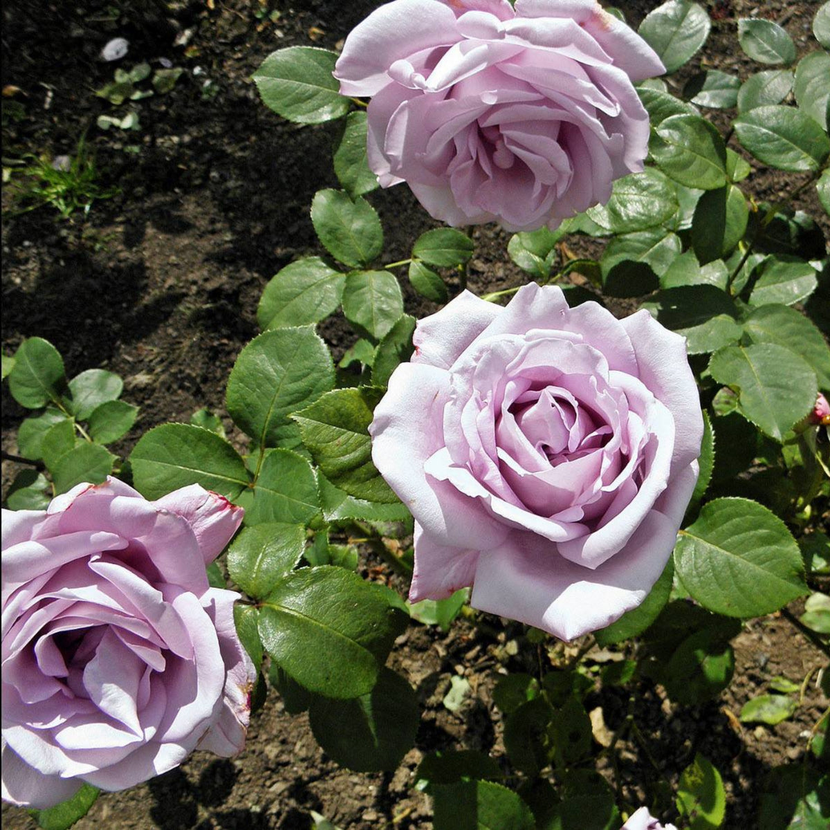 Hybrid Tea Blue Girl Rose Bush Flower Seeds, 30 seeds