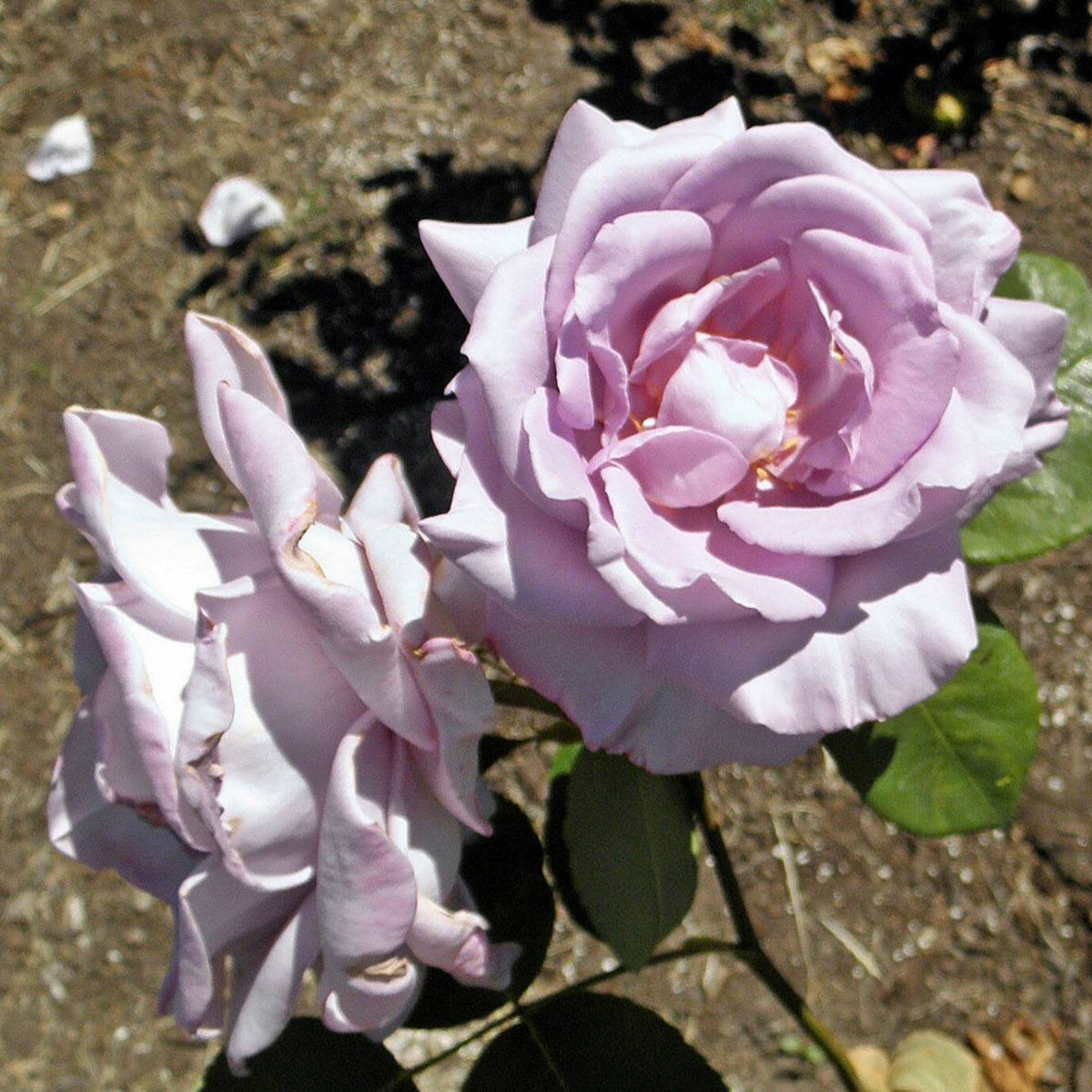 Hybrid Tea Blue Girl Rose Bush Flower Seeds, 30 seeds
