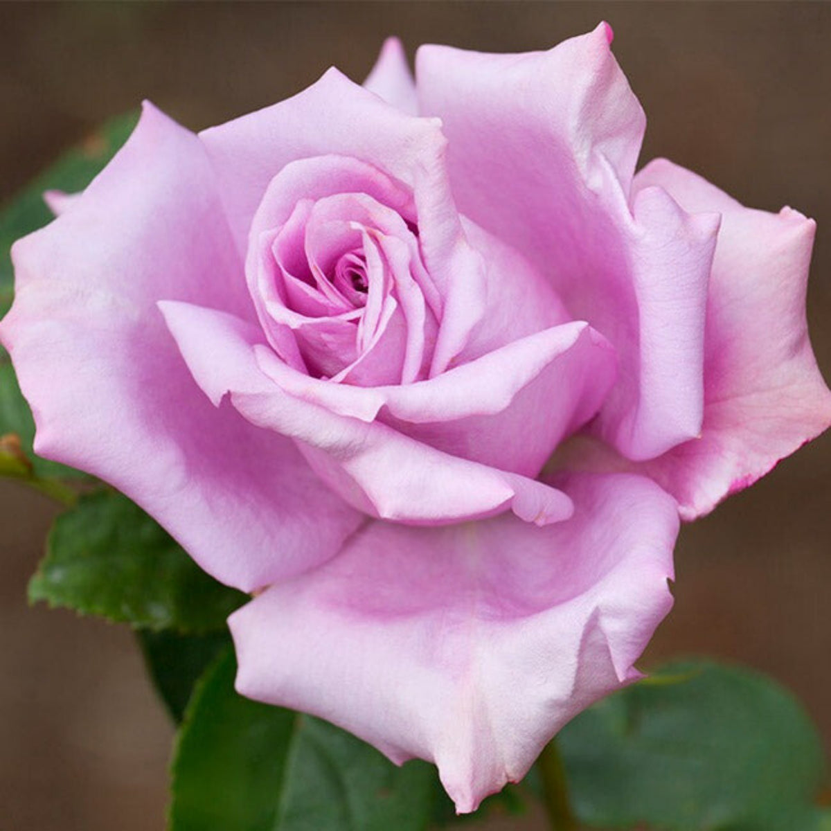 Hybrid Tea Blue Girl Rose Bush Flower Seeds, 30 seeds