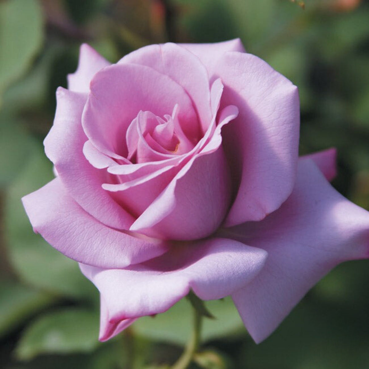 Hybrid Tea Blue Girl Rose Bush Flower Seeds, 30 seeds
