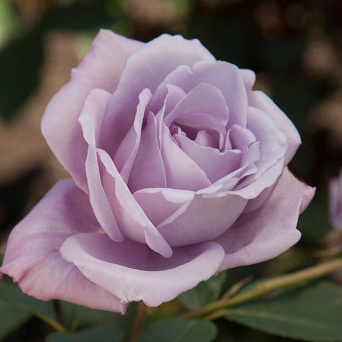 Hybrid Tea Blue Girl Rose Bush Flower Seeds, 30 seeds