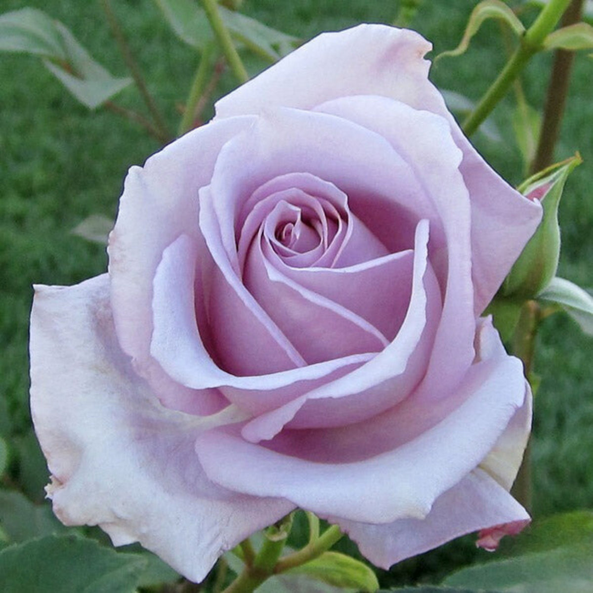 Hybrid Tea Blue Girl Rose Bush Flower Seeds, 30 seeds