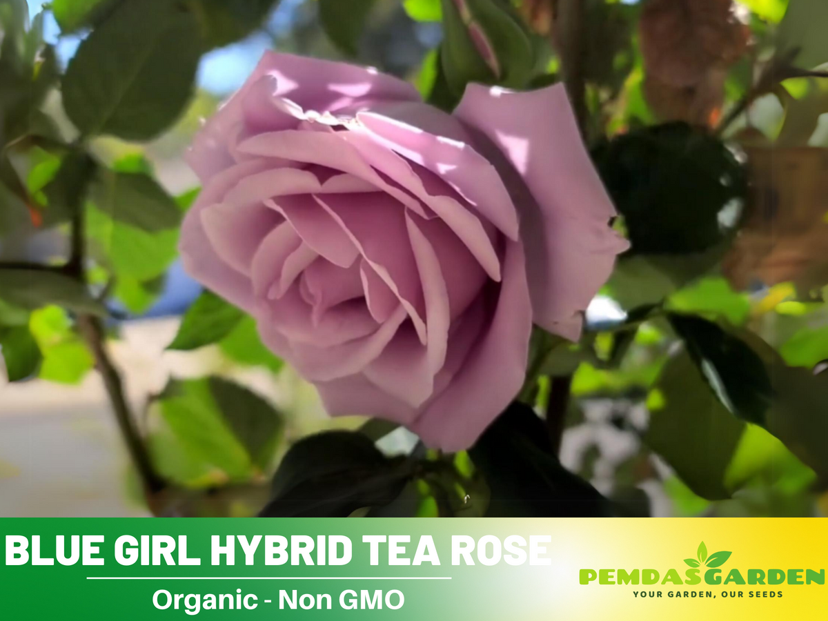 30 Seeds| Hybrid Tea Blue Girl Rose Bush Flower Seeds #1045