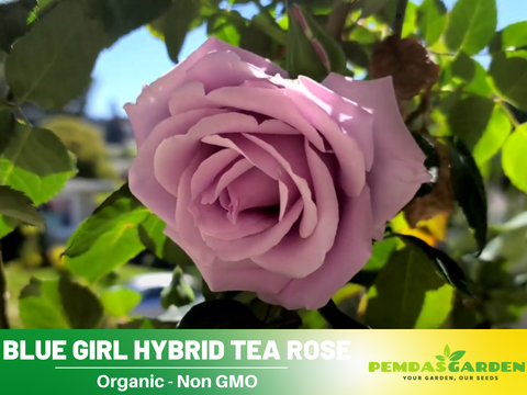 blue moon rose seeds 30 Seeds| Hybrid Tea Blue Girl Rose Bush Flower Seeds #1045 – PEMDASGARDEN