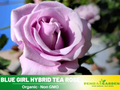 30 Seeds| Hybrid Tea Blue Girl Rose Bush Flower Seeds #1045