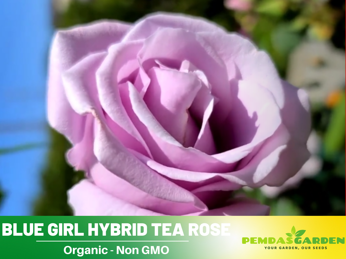 30 Seeds| Hybrid Tea Blue Girl Rose Bush Flower Seeds #1045