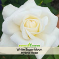 30 Seeds| Sugar Moon Rose Bush Flower Seeds #1046