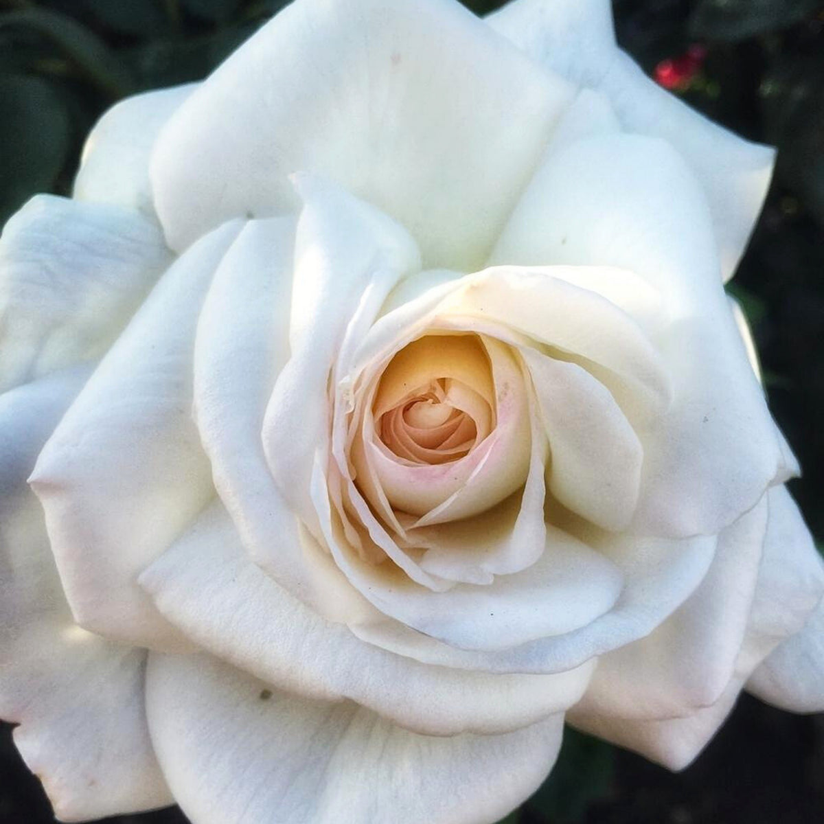 Sugar Moon Rose Bush Flower Seeds, 30 seeds