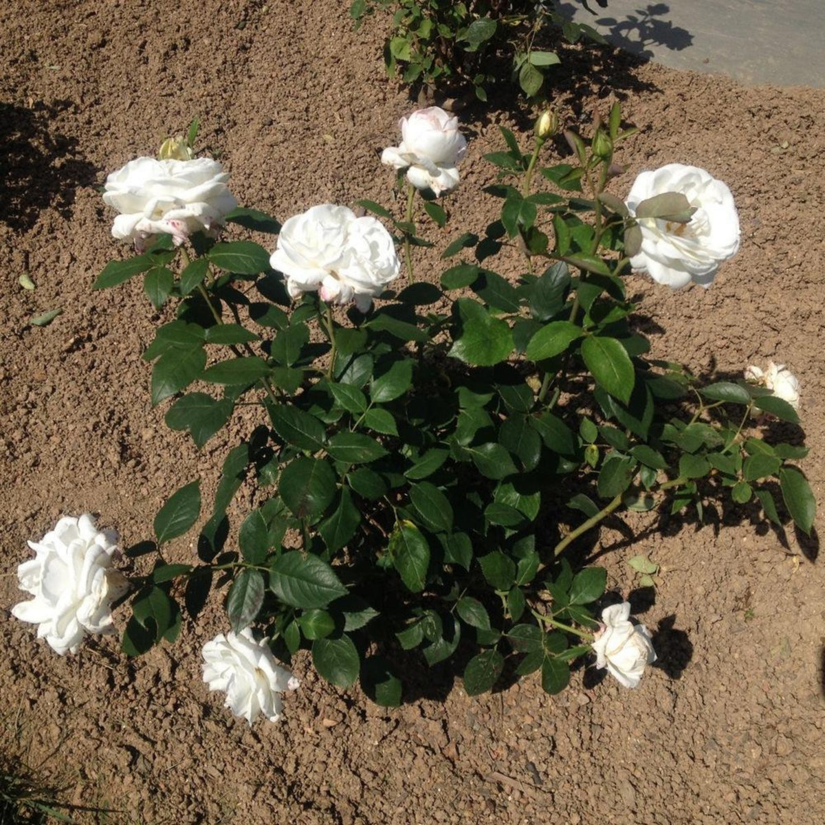 Sugar Moon Rose Bush Flower Seeds, 30 seeds