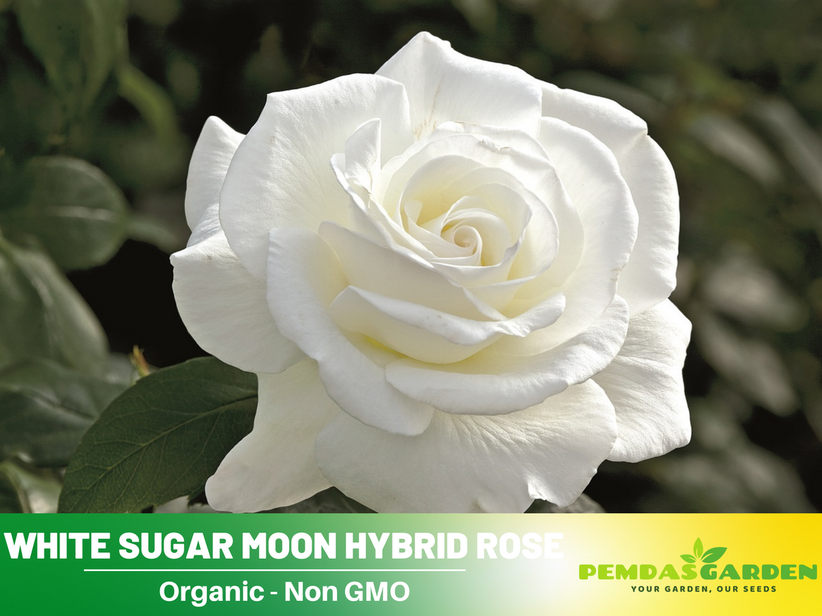 30 Seeds| Sugar Moon Rose Bush Flower Seeds #1046