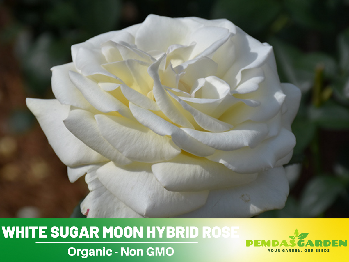 30 Seeds| Sugar Moon Rose Bush Flower Seeds #1046