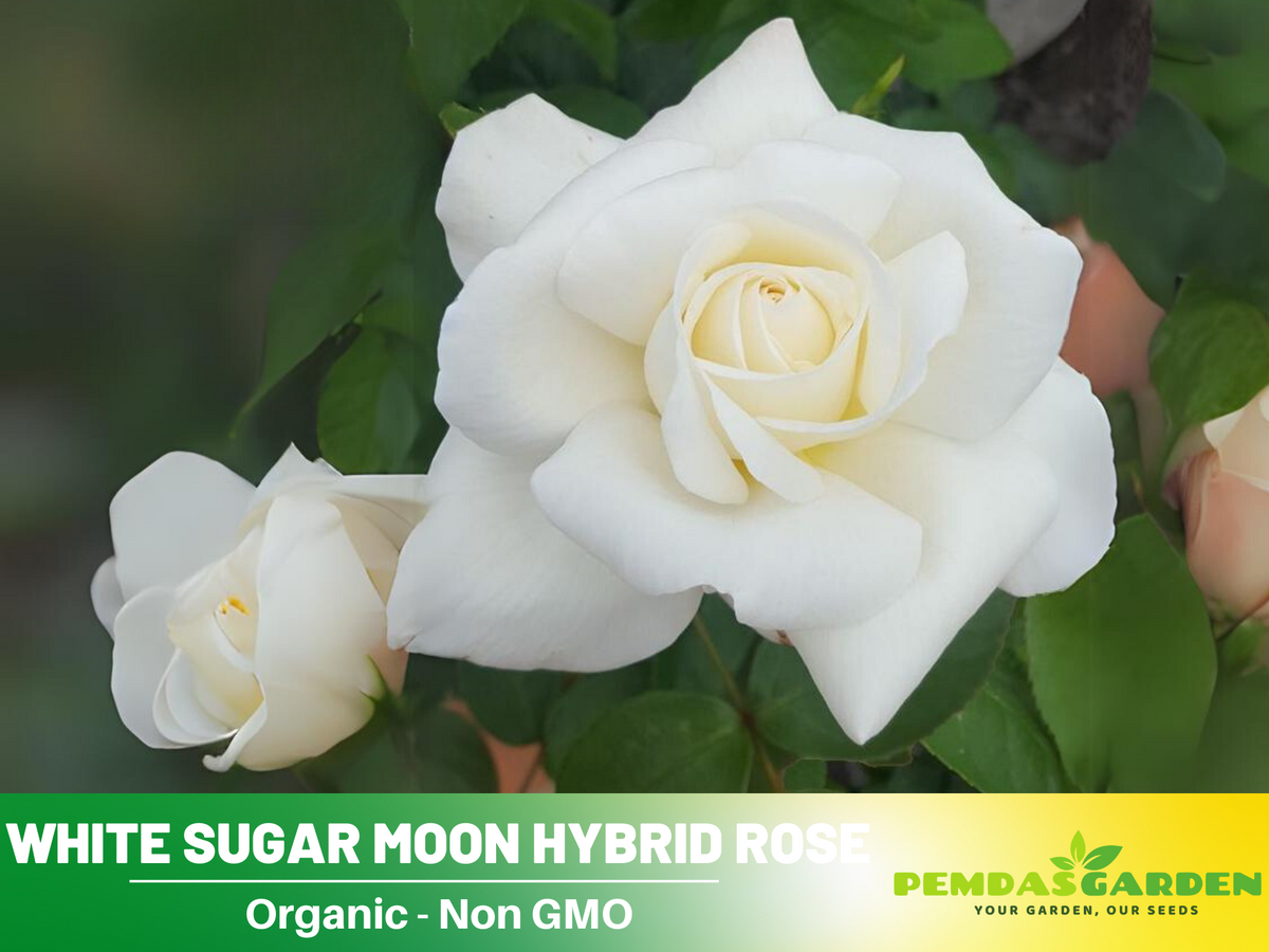 30 Seeds| Sugar Moon Rose Bush Flower Seeds #1046