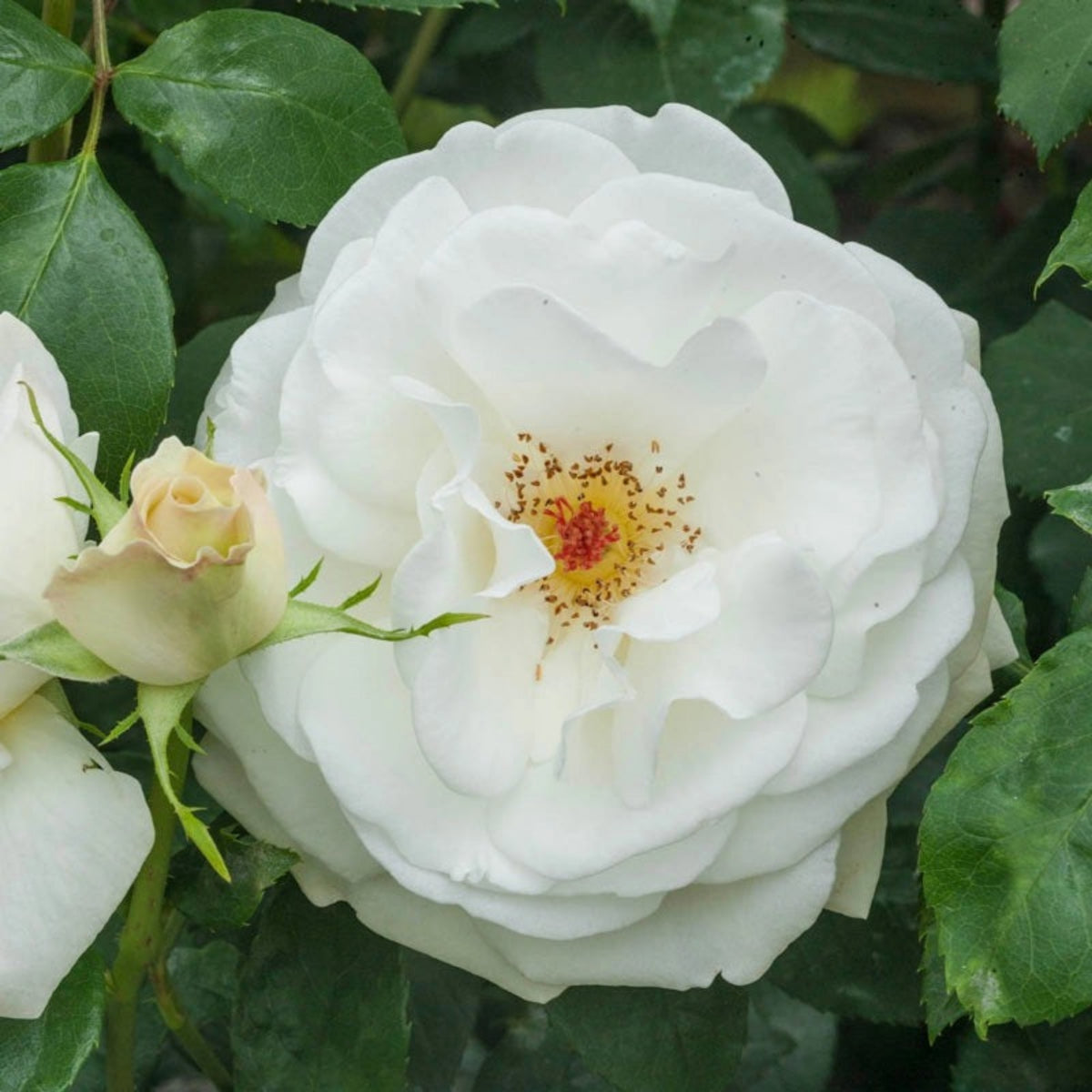 Sugar Moon Rose Bush Flower Seeds, 30 seeds