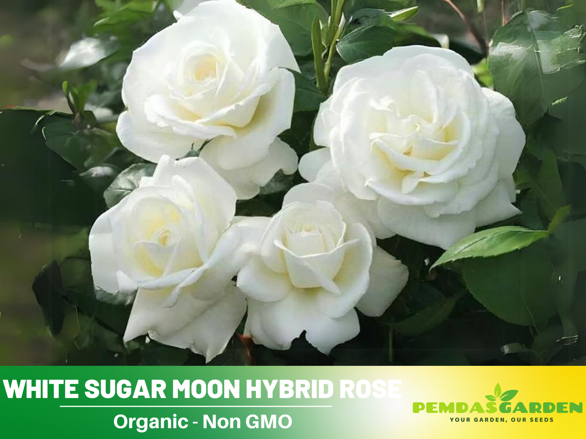 30 Seeds| Sugar Moon Rose Bush Flower Seeds #1046