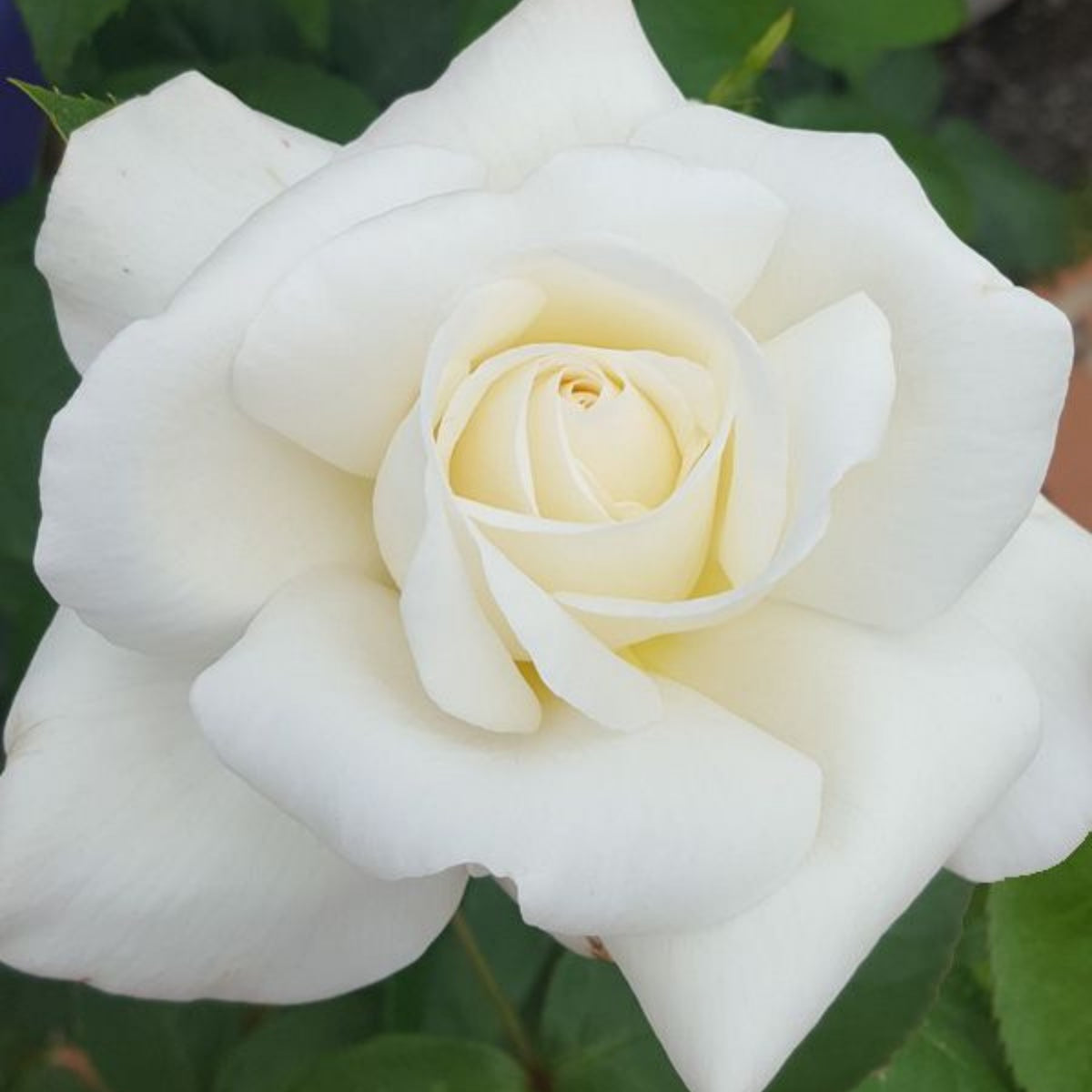 Sugar Moon Rose Bush Flower Seeds, 30 seeds