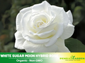 30 Seeds| Sugar Moon Rose Bush Flower Seeds #1046