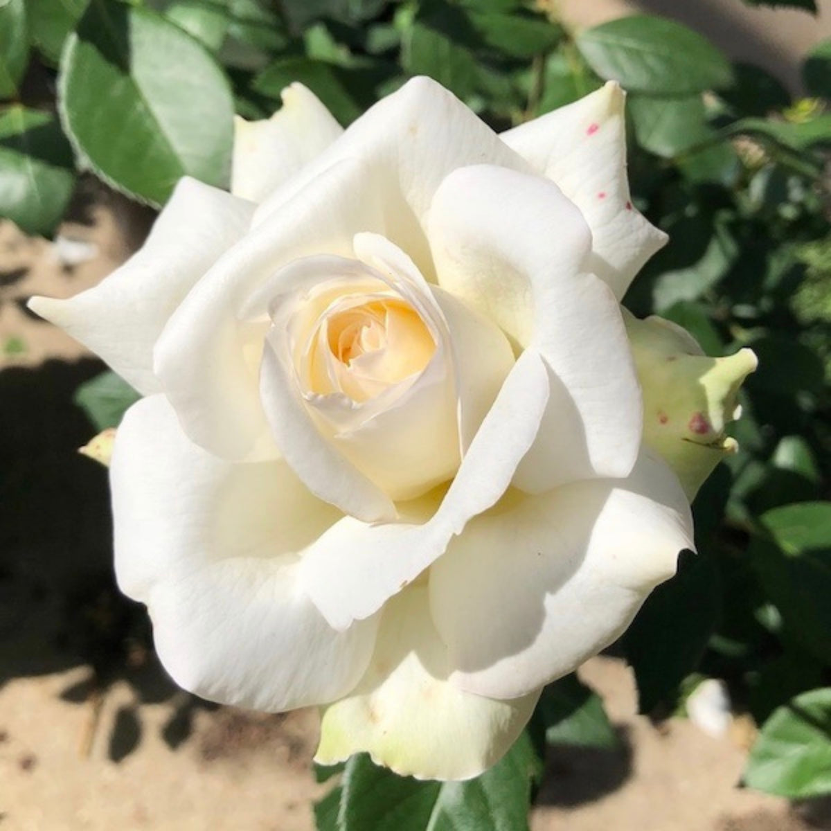 Sugar Moon Rose Bush Flower Seeds, 30 seeds