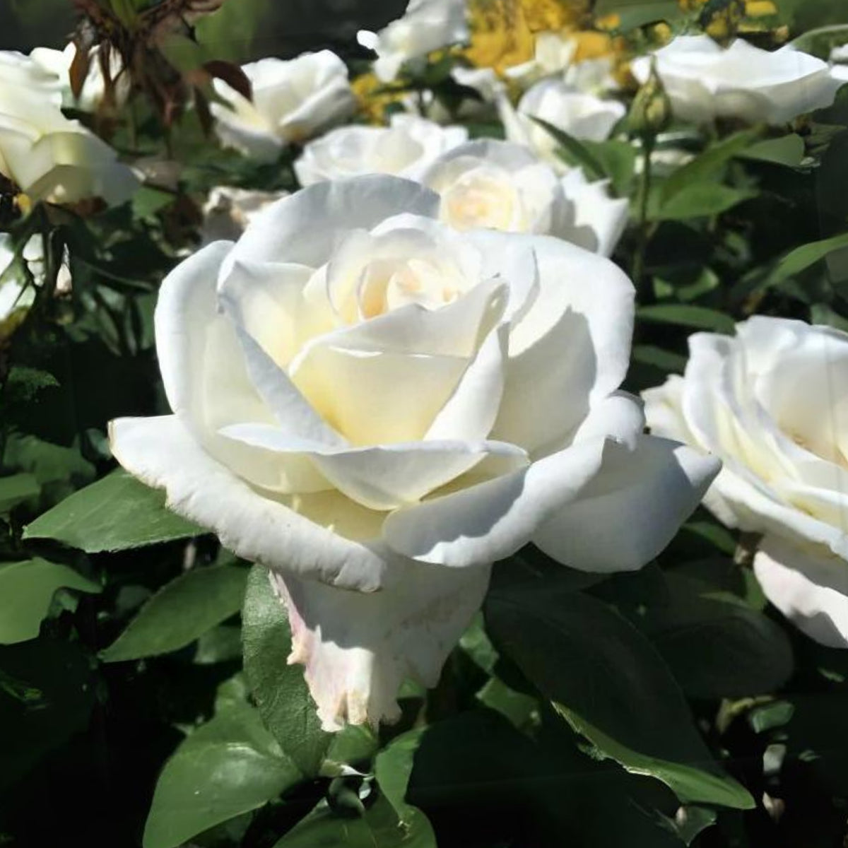 Sugar Moon Rose Bush Flower Seeds, 30 seeds