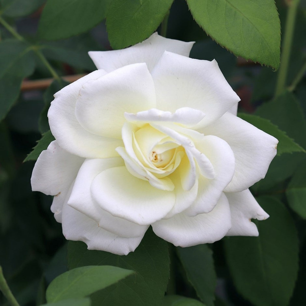 Sugar Moon Rose Bush Flower Seeds, 30 seeds