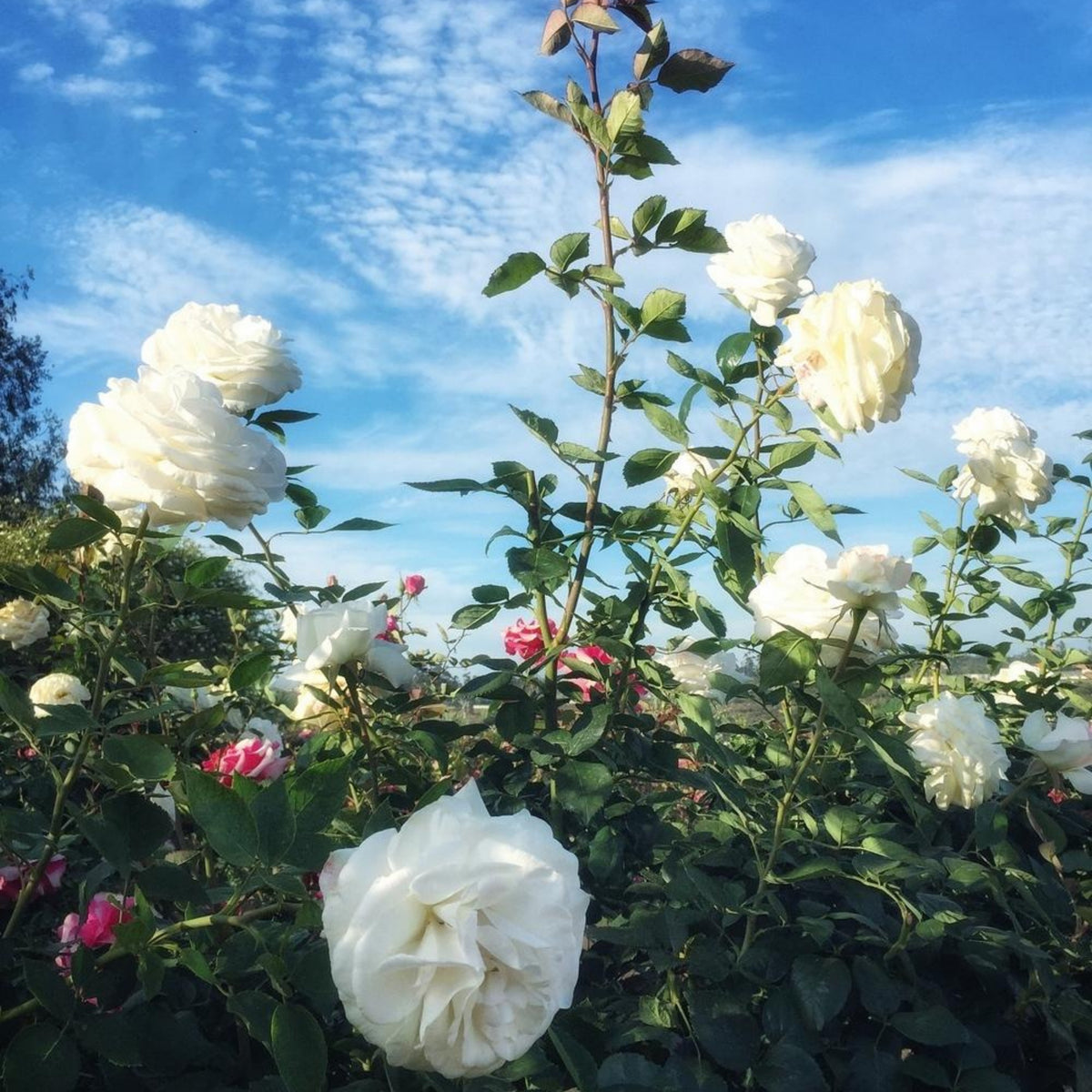Sugar Moon Rose Bush Flower Seeds, 30 seeds