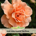 30 Seeds| Just Joey Rose Bush Flower Seeds #1048
