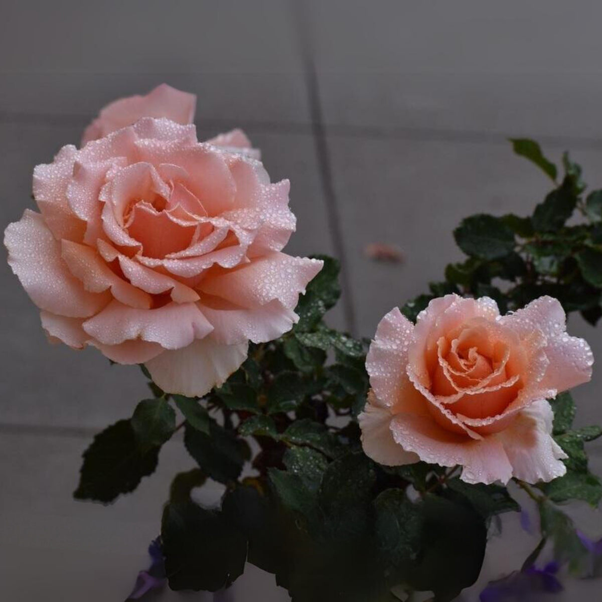 Just Joey Rose Bush Flower Seeds, 30 seeds