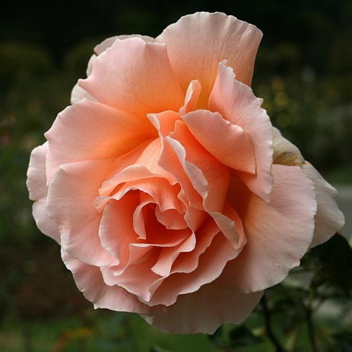 Just Joey Rose Bush Flower Seeds, 30 seeds