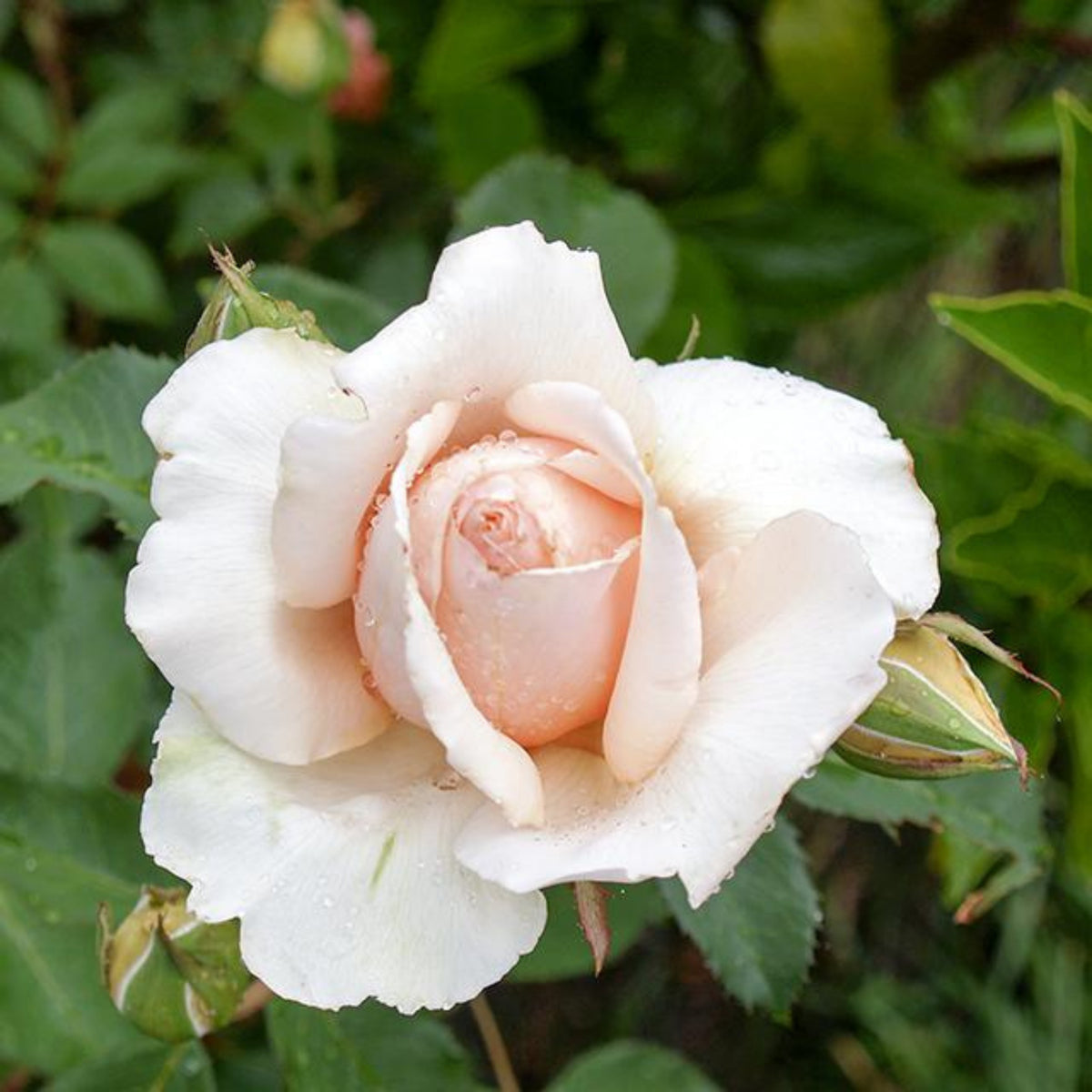 Just Joey Rose Bush Flower Seeds, 30 seeds