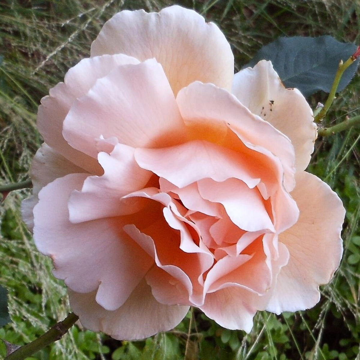 Just Joey Rose Bush Flower Seeds, 30 seeds