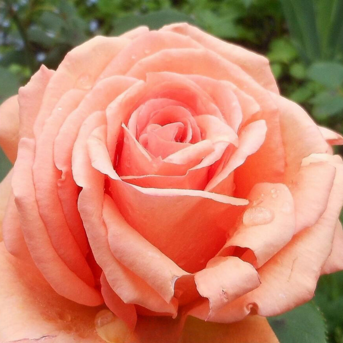 Just Joey Rose Bush Flower Seeds, 30 seeds