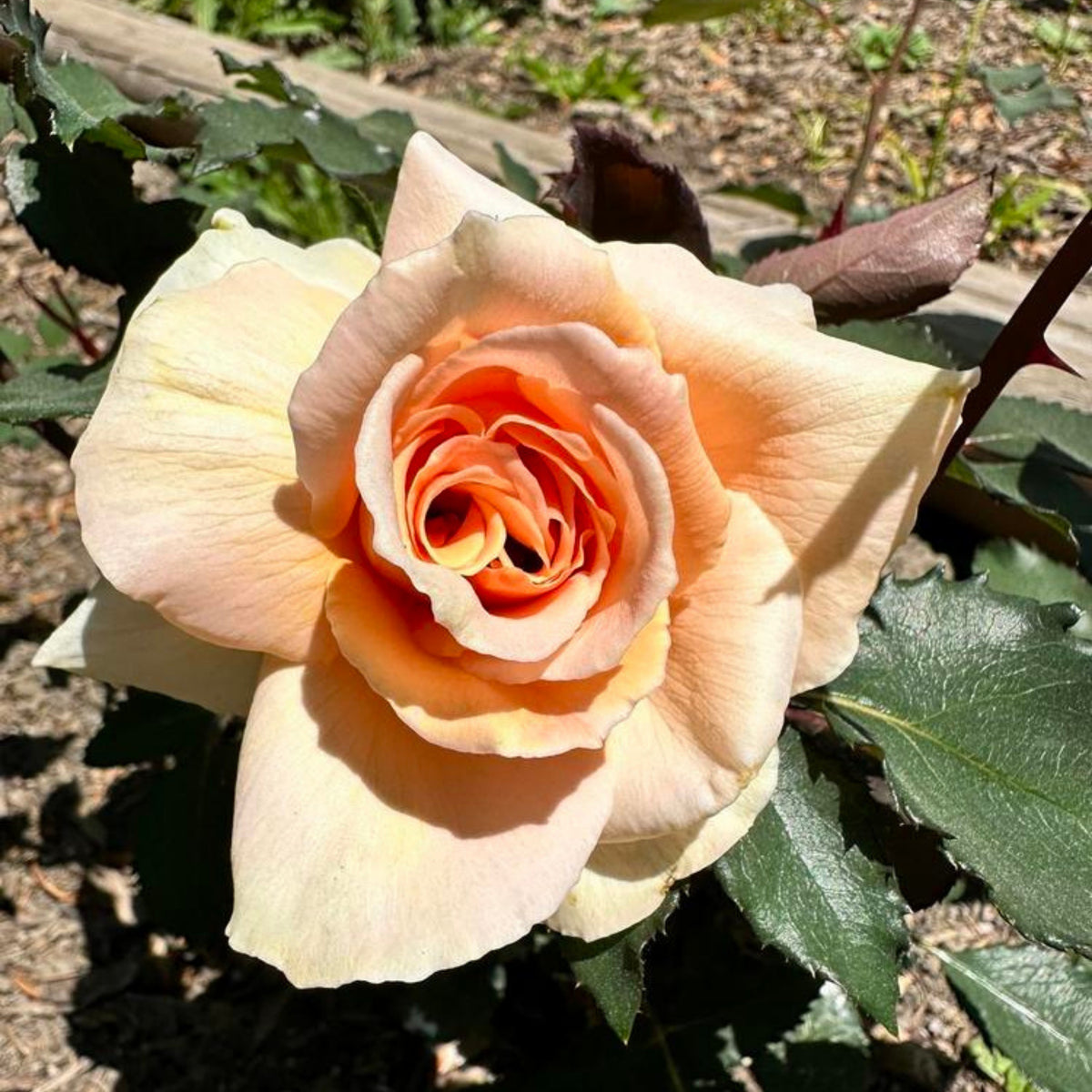 Just Joey Rose Bush Flower Seeds, 30 seeds