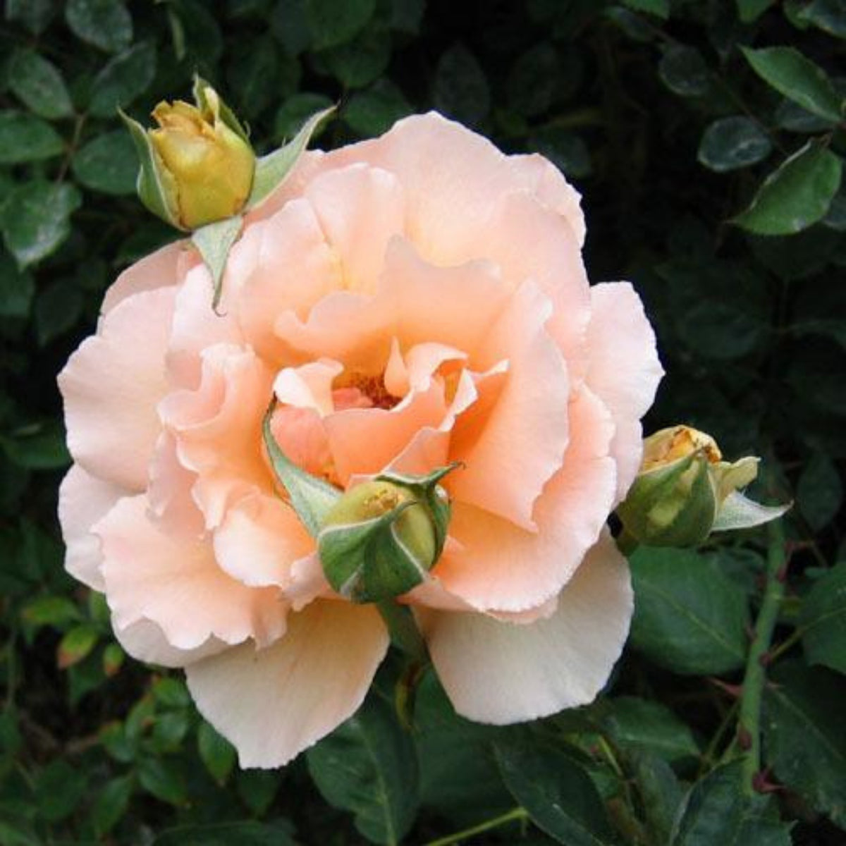 Just Joey Rose Bush Flower Seeds, 30 seeds